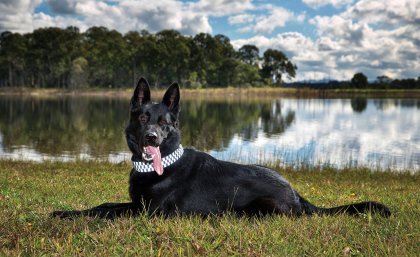 Healthy and happy: Police Dog Maui underwent the preventative surgery. Healthy and happy: Police Dog Maui underwent the preventative surgery.