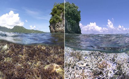 A before and after image of the bleaching in American Samoa: XL Catlin Seaview Survey. A before and after image of the bleaching in American Samoa: XL Catlin Seaview Survey.