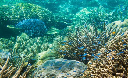 Australia and the UAE face many similar environmental challenges – including those relating to marine ecosystems and food security. Australia and the UAE face many similar environmental challenges – including those relating to marine ecosystems and food security.