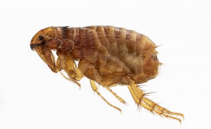 A cat flea. Photo: Stephen Doggett. A cat flea. Photo: Stephen Doggett.