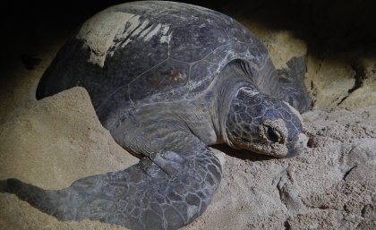 A nesting green turtle