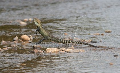 An example of an Australian lizard, in this case the Gippsland Water Dragon, running on two legs. (Credit: David Paul). An example of an Australian lizard, in this case the Gippsland Water Dragon, running on two legs. (Credit: David Paul).