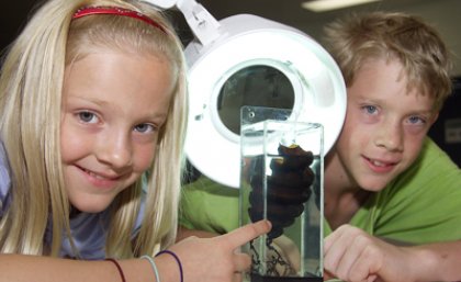 Children at UQ's Moreton Bay Research Station Open Day inspecting a Port Jackson shark egg case. Children at UQ's Moreton Bay Research Station Open Day inspecting a Port Jackson shark egg case.