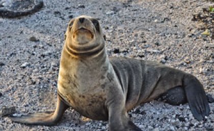 A Galápagos sea lion - one of Josh's many photos from his trip to the Galápagos Islands A Galápagos sea lion - one of Josh's many photos from his trip to the Galápagos Islands