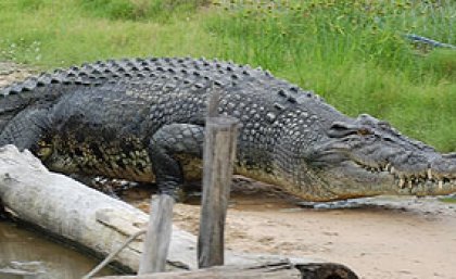 A male crocodile at Koorana A male crocodile at Koorana