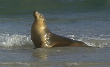 An Australian sea lion on Kangaroo Island which will be protected under the Ecology Centre’s Marine Reserve Blueprint An Australian sea lion on Kangaroo Island which will be protected under the Ecology Centre’s Marine Reserve Blueprint