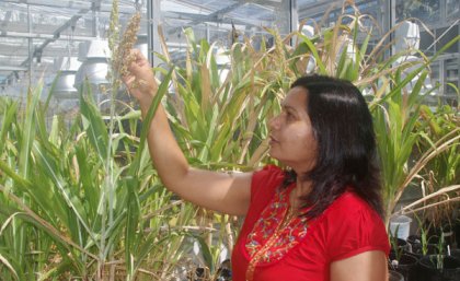 Dr Raghuwanshi with the world's first transgenic sweet sorghum plants Dr Raghuwanshi with the world's first transgenic sweet sorghum plants