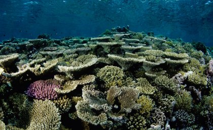 New research provides some hope that all will not be lost for future coral reefs.