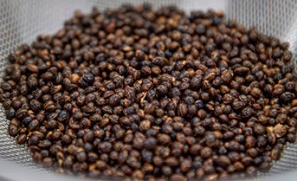 Harvested wattleseed in a laboratory. Image: Megan Pope A close up of brown wattleseeds in a lab