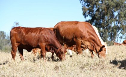 Currently, there are no mRNA vaccines approved for use in food-producing animals. Image: The University of Queensland Large cattle grazing in a grassy field