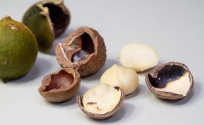 The researchers are expecting two new cultivars to be ready for release in 2025. Image: UQ A pile of cracked macamadmias