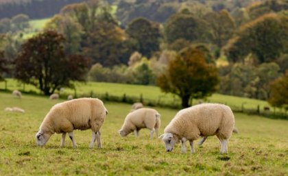 RNAi interference has the potential to control flystrike by regulating the pest’s growth and development. Image: Adobe A flock of sheep grazing in a paddock