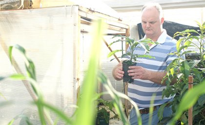 Dr Chris O'Brien, research fellow at the Queensland Alliance for Agriculture and Food Innovation. Dr Chris O'Brien holding an avocado plant in pot.