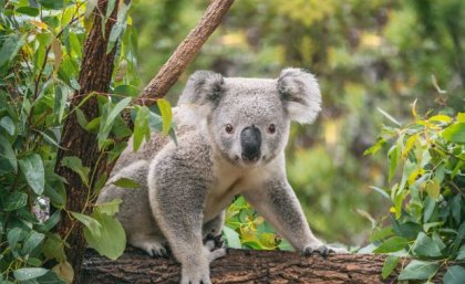 The airborne eDNA collection tools can detect the presence of multiple wildlife species, including koalas. Image: Adobe A koala sitting on a tree branch