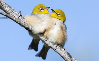 The researchers found the Silvereye is a partial migrant - some migrate while others stay in place. Image: Ah Xin. Two small fluffy birds with bright yellow heads sitting together on a branch