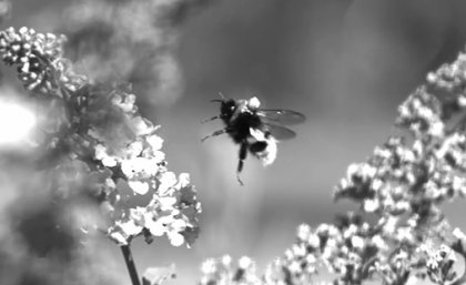 A bumblebee wearing a reflective marker is tracked as it comes in to land on a flower. A black and white still image from a video showing a bee with a refelective marker on its back approaching a flower.
