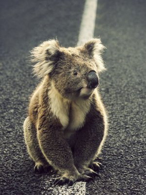 Daylight savings could save koalas Daylight savings could save koalas