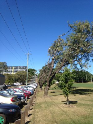 Rosewood trees on the corner of Walcott Street and Sir Fred Schonell Drive. Rosewood trees on the corner of Walcott Steet and Sir Fred Schonell Drive.