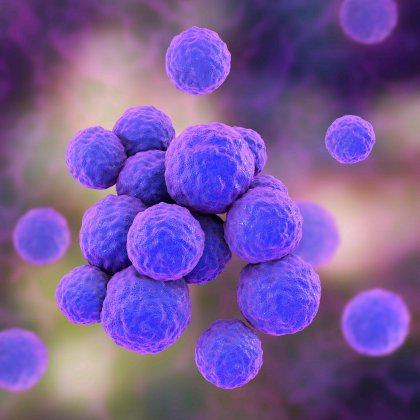 An extra membrane camouflages Gram-negative bacteria from drugs and the immune system. An extra membrane camouflages Gram-negative bacteria from drugs and the immune system.