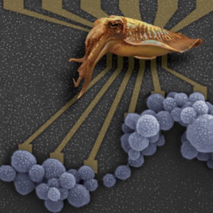 Natural melanins such as squid ink are being considered as new materials for bioelectronics. Credit: Dr Paul Schwenn Natural melanins such as squid ink are being considered as new materials for bioelectronics. Credit: Dr Paul Schwenn