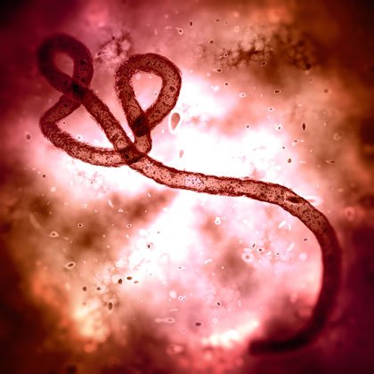 UQ has a range of experts able to speak on the Ebola virus. UQ has a range of experts able to speak on the Ebola virus.