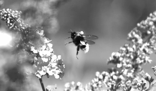 A black and white still image from a video showing a bee with a refelective marker on its back approaching a flower. 