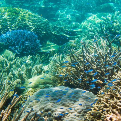 Australia and the UAE face many similar environmental challenges – including those relating to marine ecosystems and food security.