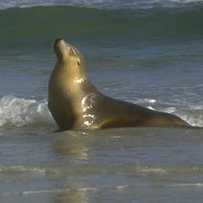 An Australian sea lion on Kangaroo Island which will be protected under the Ecology Centre’s Marine Reserve Blueprint