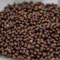 A close up of brown wattleseeds in a lab
