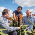 Three people investigating a sorghum stem 