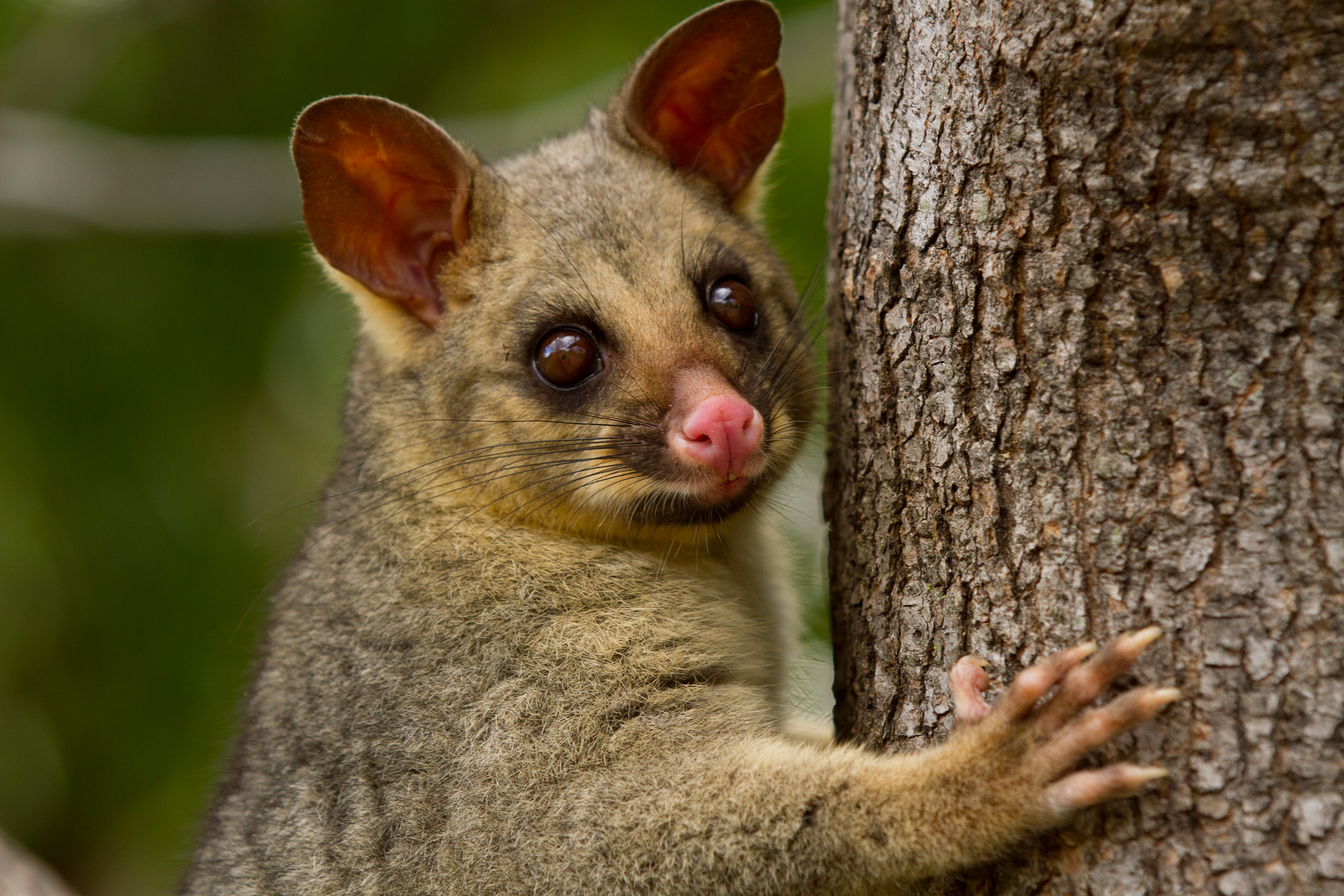 Brushtail possum. Image: Andrew Mercer
