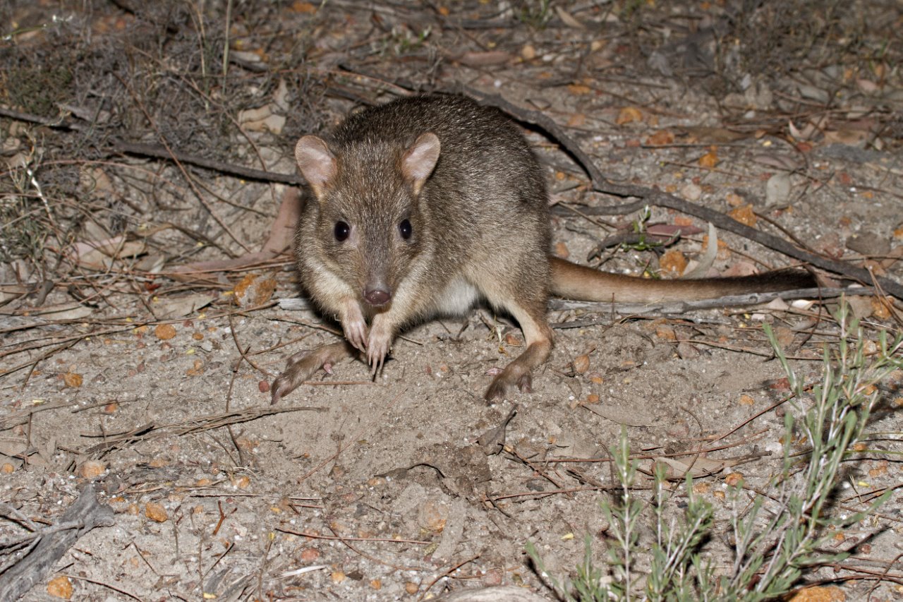 Nest predator: a woylie. (Image John Lawson)