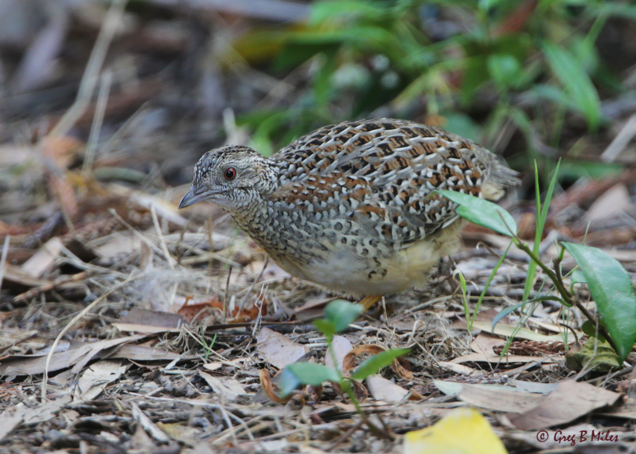 a painted button quail. Image: Greg MIles.