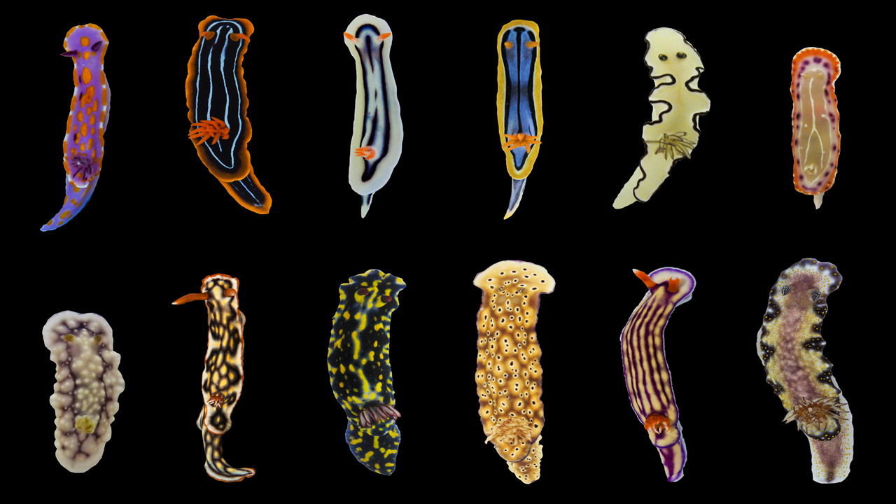 Nudibranch non-redspot group Photo: Anne Winters
